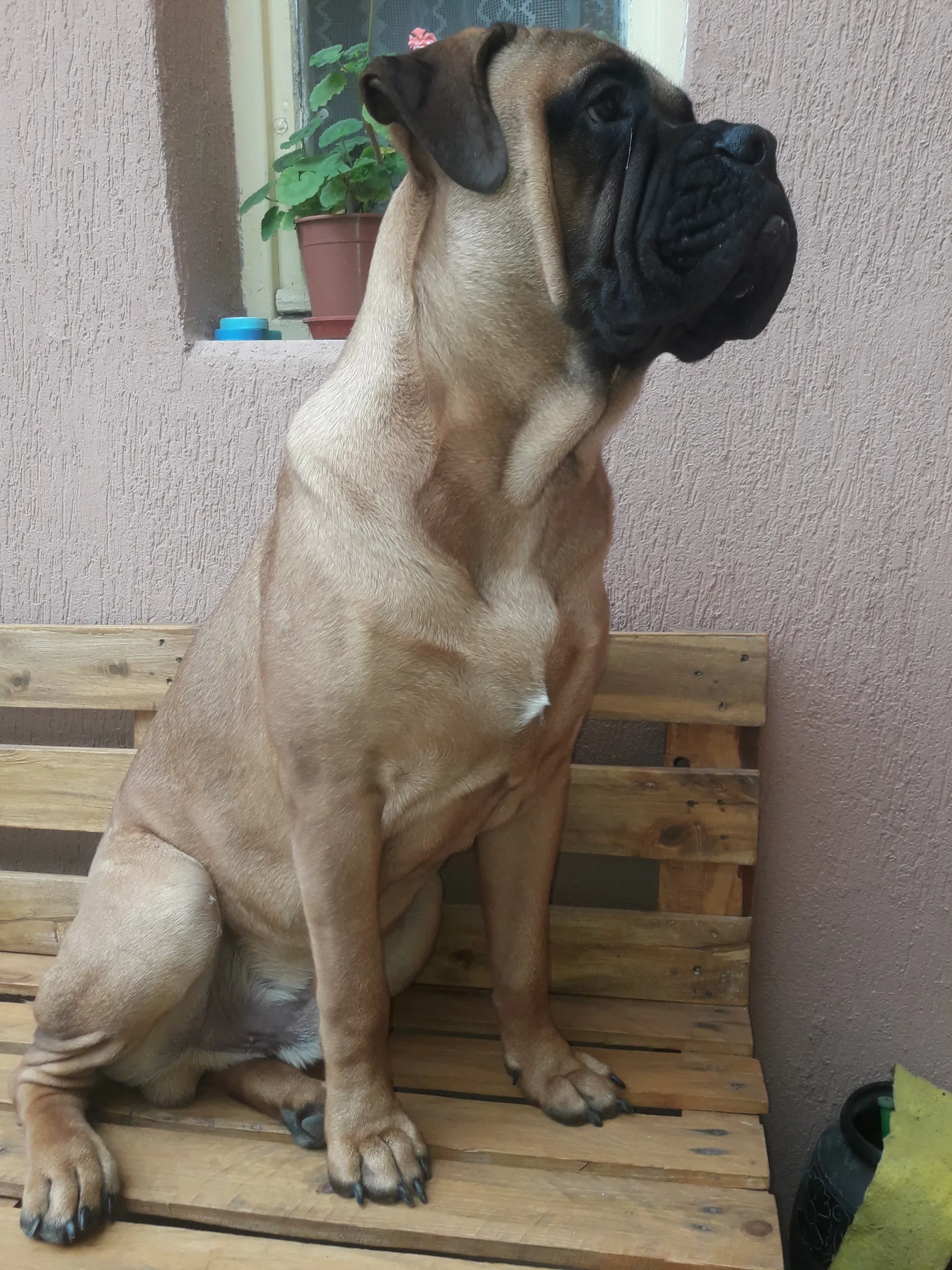 Wood Floor Restoration Before and After